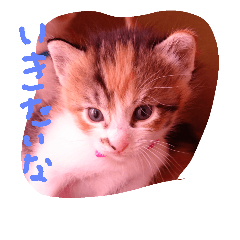 [LINEスタンプ] 子猫ちゃん