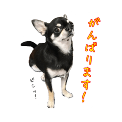 [LINEスタンプ] チワワのハルです