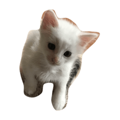 [LINEスタンプ] genkiakomogu