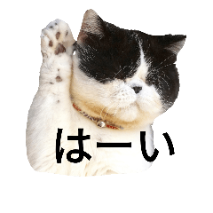 [LINEスタンプ] ぶさかわ猫☆エキゾチックショートヘア☆