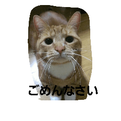 [LINEスタンプ] ねこ―