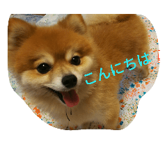[LINEスタンプ] ポメラニアン メル  たのしく日常会話❤