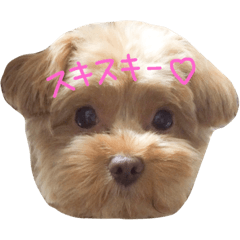 [LINEスタンプ] もかぷー