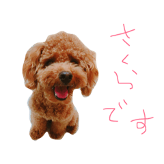 [LINEスタンプ] さくらぴんぬ