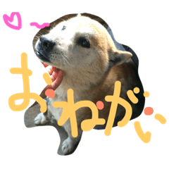 [LINEスタンプ] P O P O 2new