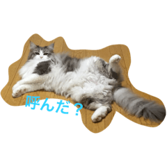 [LINEスタンプ] W家が使うスタンプ