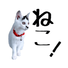 [LINEスタンプ] こねこのぐり2 合いの手