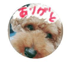 [LINEスタンプ] チョコわんこ2