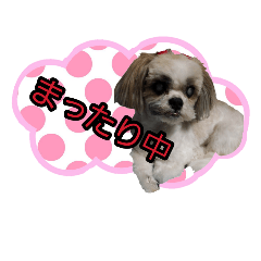 [LINEスタンプ] シーズーのちょび