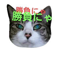 [LINEスタンプ] KonyankoLife