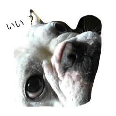 [LINEスタンプ] 犬の顔−表情– JP