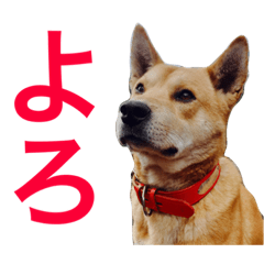 [LINEスタンプ] ポンポンポン太 第2弾