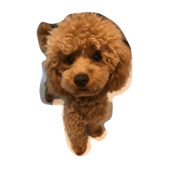 [LINEスタンプ] 加藤あんず