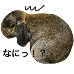 [LINEスタンプ] モッフモフうさぎ 1