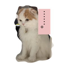 [LINEスタンプ] みみオレ猫こうた