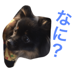 [LINEスタンプ] ポメラニアンおはぎ