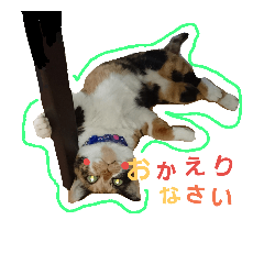 [LINEスタンプ] Cat's appeal