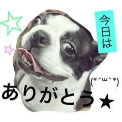 [LINEスタンプ] ぶーぶーうにちゃん