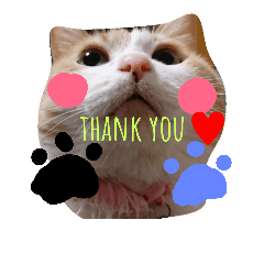 [LINEスタンプ] たまこ＊ねこ.