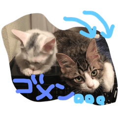 [LINEスタンプ] メロとアナンとお友達