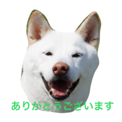 [LINEスタンプ] うちのいぬとねこ