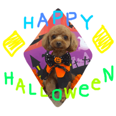 [LINEスタンプ] ハロウィン  トイプー  ミニー＆マリン