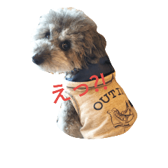 [LINEスタンプ] toypoodle toto  smile