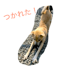 [LINEスタンプ] わんこ2326