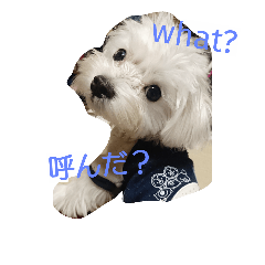 [LINEスタンプ] moastalk