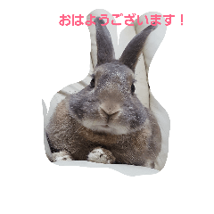 [LINEスタンプ] ラヴィがいる幸せ