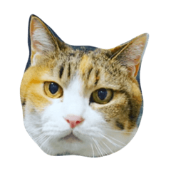 [LINEスタンプ] みーにゃあああん