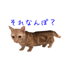 [LINEスタンプ] 大阪弁の猫の画像（メイン）