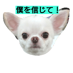 [LINEスタンプ] チワワのくうさん♪