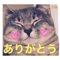 [LINEスタンプ] サバトラ猫 ペコちゃんのスタンプ1の画像（メイン）