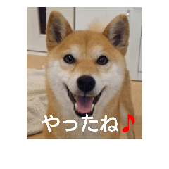 [LINEスタンプ] 柴犬こまち その1