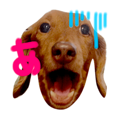 [LINEスタンプ] 犬猫兄弟✩