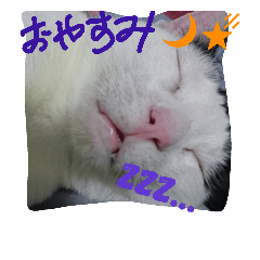[LINEスタンプ] Cats of Stamps