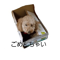 [LINEスタンプ] トイプのロールくん