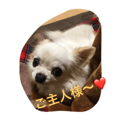 [LINEスタンプ] チワワのキナコ