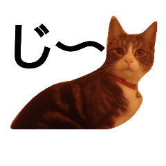 [LINEスタンプ] ネコタイム