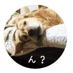 [LINEスタンプ] ゴールデンレトリバーとっと