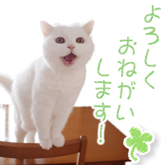 [LINEスタンプ] 美人すぎる猫『うらちゃん』