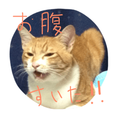 [LINEスタンプ] ちびとにゃんにゃんとドナと姫とのり子