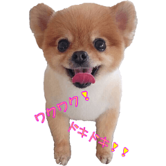 [LINEスタンプ] 永遠のパピー犬⭐️極小ポメラニアンけだま