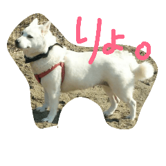 [LINEスタンプ] 愛犬CoCoスタンプ②