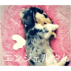[LINEスタンプ] うちのわんず2