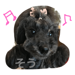 [LINEスタンプ] トイプードルGigi