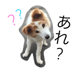 [LINEスタンプ] 犬のとろろ