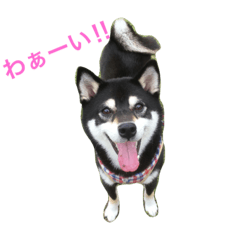 [LINEスタンプ] 黒柴あずき2