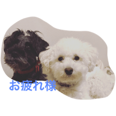 [LINEスタンプ] 犬2017